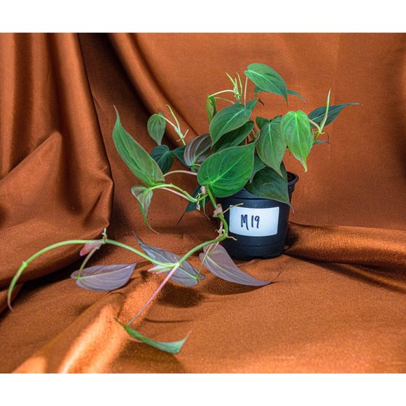 Philodendron Micans 4" US Seller Potted RARE Philo - Picture 1 of 2